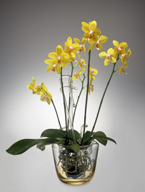 orchideen02k